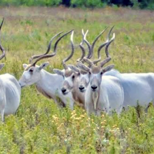 Addax safari