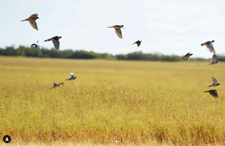 Day Dove Hunts