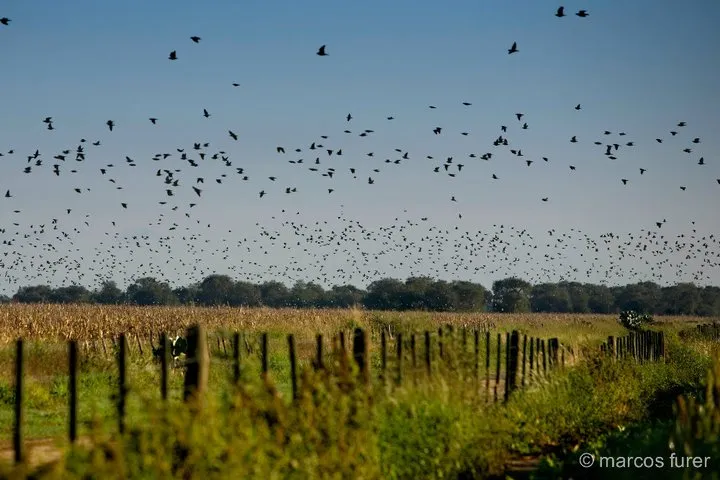 High Volume Dove Shoot