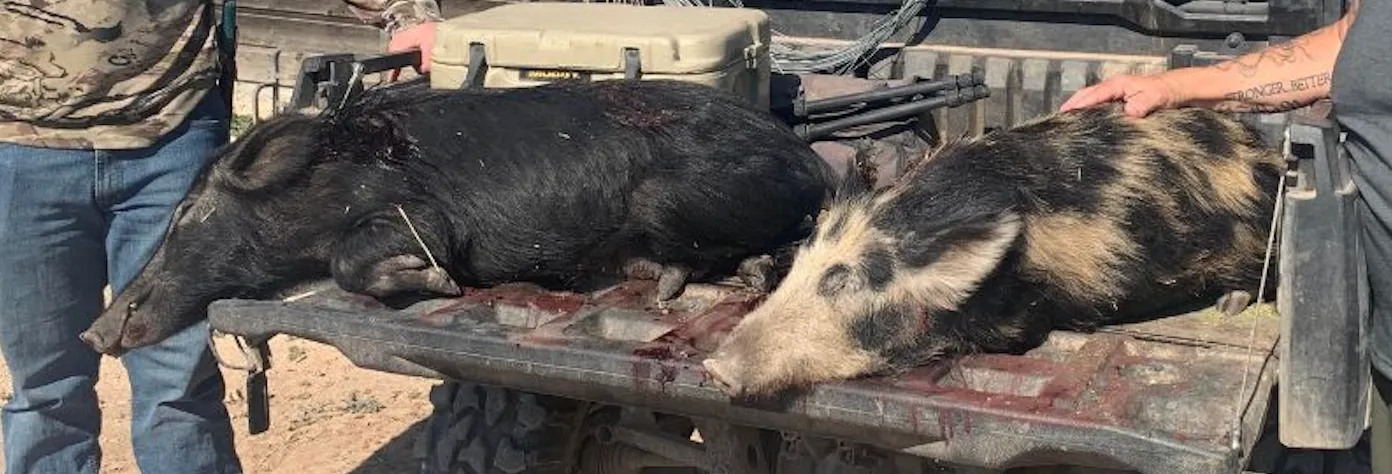 Hog Hunts