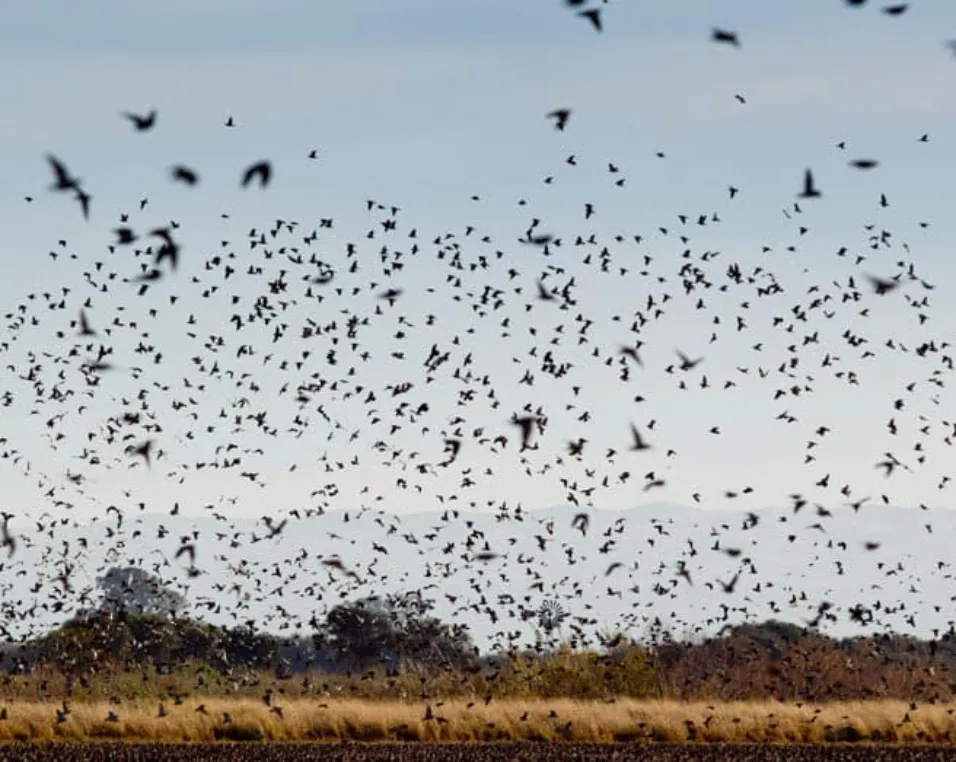 Daily Dove Hunt
