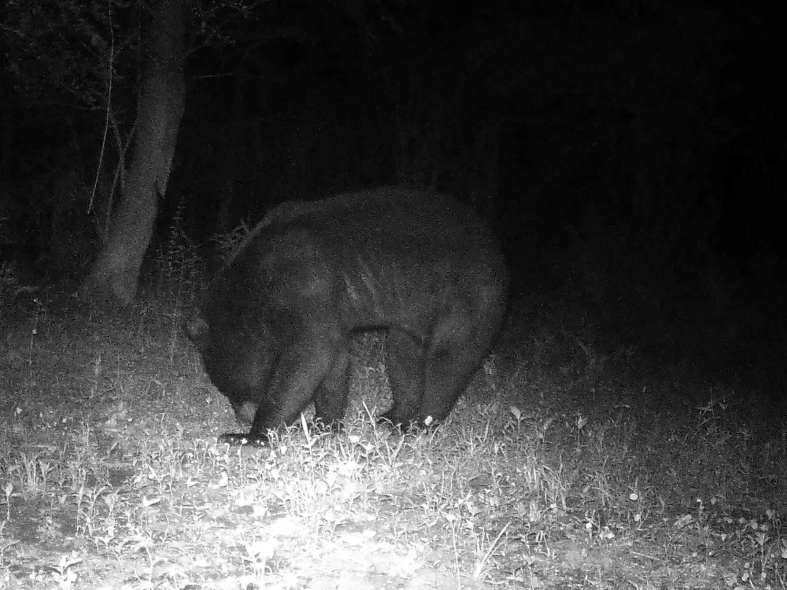 Bear Hunt