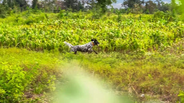 4Feathers DIY Quail Hunt