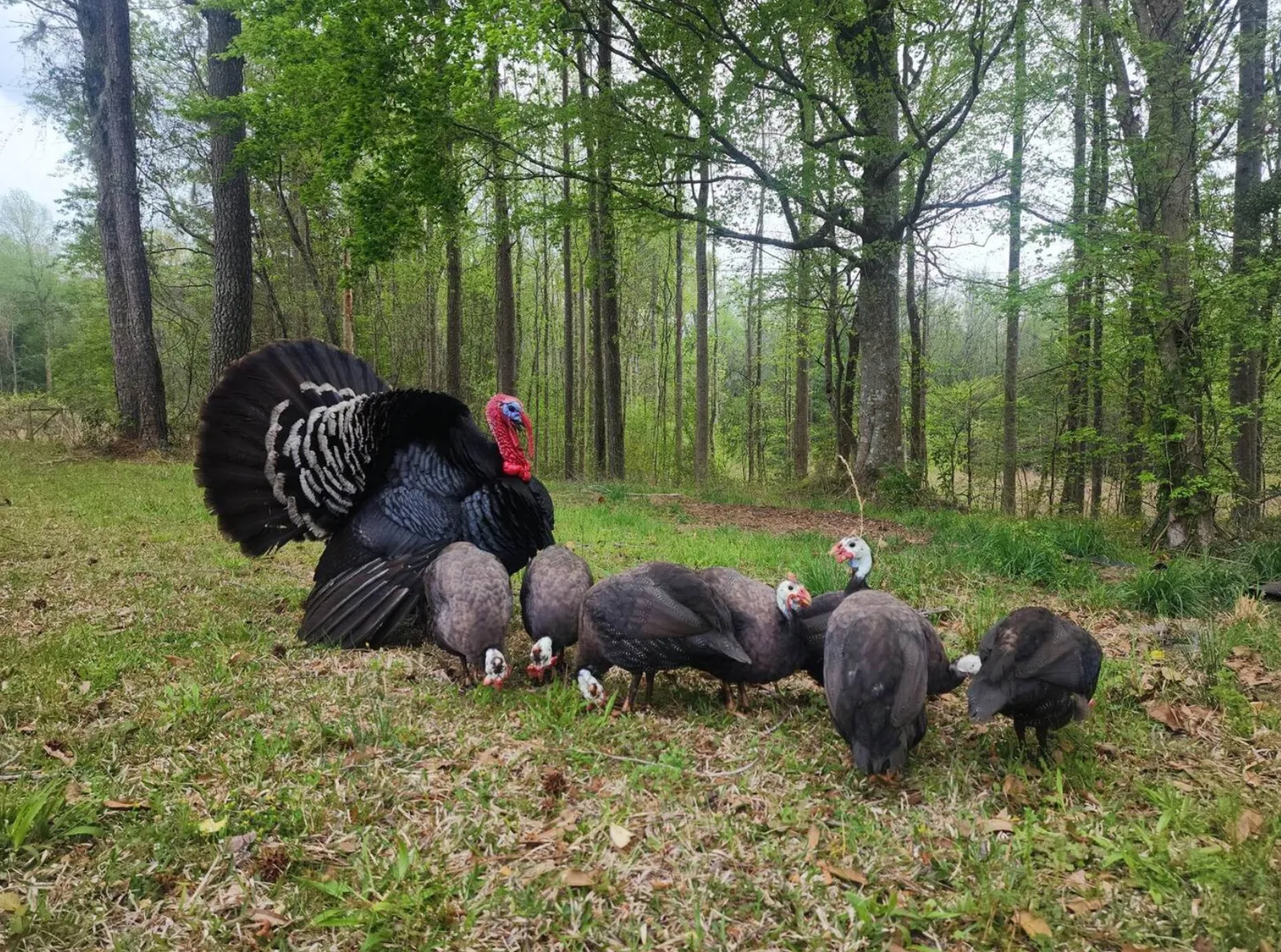 Turkey Hunt