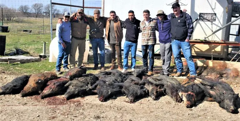 Wild Horns Hog Hunt