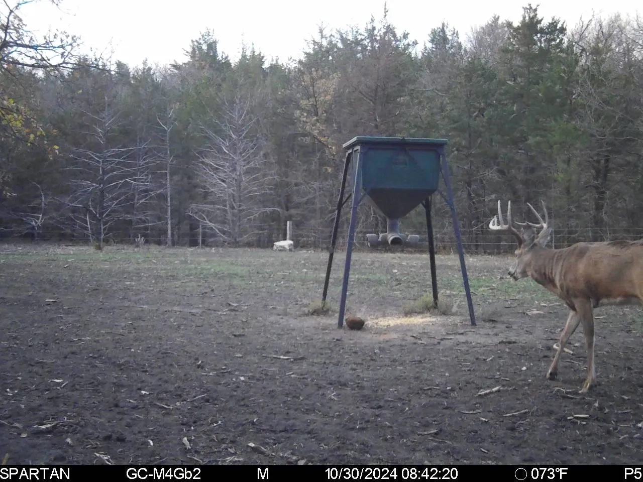 Whitetail