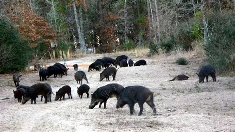 Hog Hunt Close to Houston