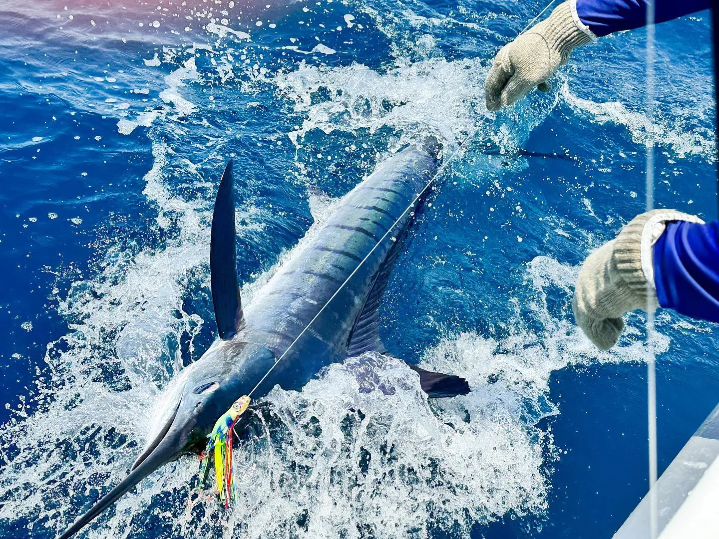 Cabo Fishing Charter