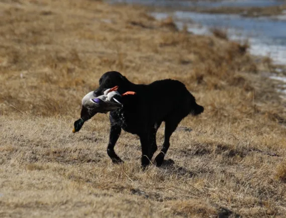 Waterfowl Legacy hunts