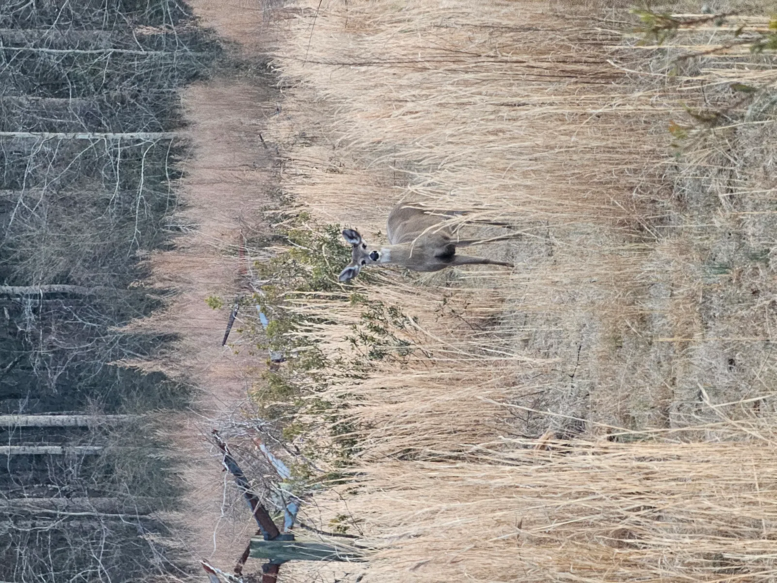 Deer Hunt