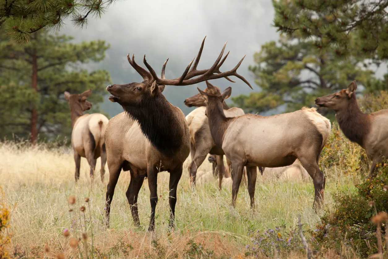 Test Experience - Whitetail