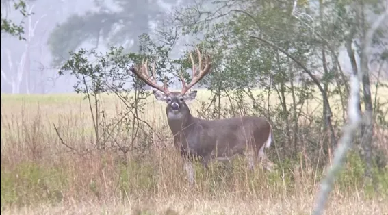 T.F.Z. Whitetail Hunt