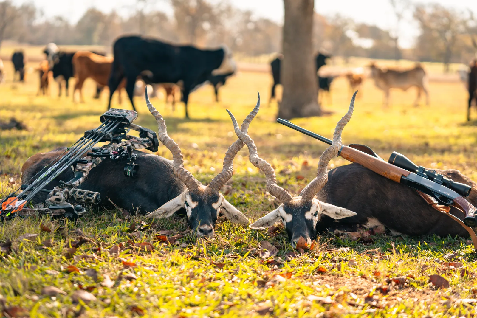 Texas Exotic Hunts